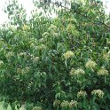 Viburnum betulifolium